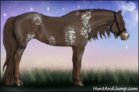 Horse Color:White Spotted Liver Chestnut 