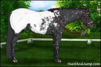 Horse Color:Black Appaloosa 