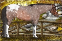 Horse Color:Bay Roan Appaloosa Rabicano 