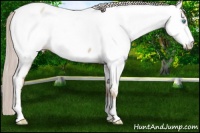 Horse Color:Chocolate Palomino Pearl Frame Appaloosa 