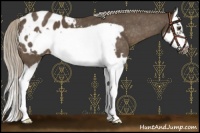 Horse Color:Chocolate Palomino Splash Frame Appaloosa 