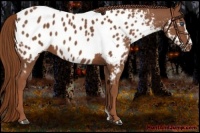 Horse Color:Chestnut Frame Appaloosa