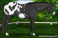 Horse Color:Liver Chestnut Frame Appaloosa 