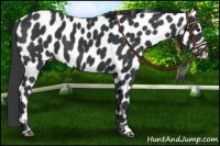 Horse Color:Black Appaloosa 