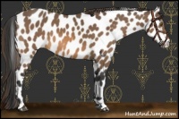 Horse Color:Buckskin Leopard 