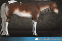 Horse Color:Liver Chestnut Mushroom Tobiano