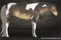 Horse Color:Liver Chestnut Tobiano