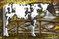 Horse Color:White Spotted Liver Chestnut Appaloosa