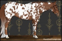 Horse Color:White Spotted Chestnut Appaloosa 