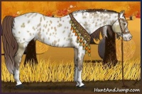 Horse Color:White Spotted Classic Champagne Dun Splash Appaloosa 