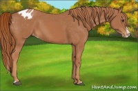 Horse Color:Chestnut Splash Appaloosa 