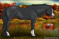 Horse Color:Black Splash Frame 