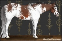 Horse Color:White Spotted Bay Splash Varnish 