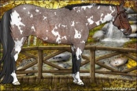 Horse Color:White Spotted Brown Roan 