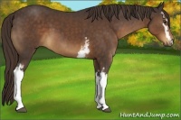 Horse Color:White Spotted Liver Chestnut 