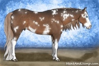 Horse Color:White Spotted Liver Chestnut Splash 