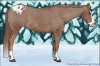 Horse Color:Chestnut Splash Appaloosa 
