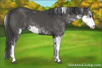 Horse Color:Black Sabino
