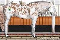 Horse Color:Bay Splash Appaloosa 