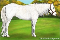 Horse Color:Cremello Sabino Blanket  and Palomino Sabino Blanket 