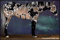 Horse Color:White Spotted Buckskin Sabino Appaloosa Rabicano 