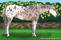 Horse Color:Bay Sabino Appaloosa