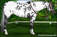 Horse Color:White Spotted Black Appaloosa
