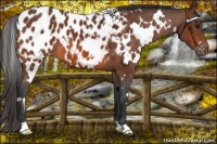 Horse Color:White Spotted Bay Appaloosa