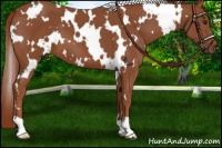 Horse Color:White Spotted Chestnut 