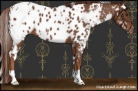 Horse Color:White Spotted Chestnut Blanket 