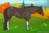 Horse Color:Liver Red Roan Tobiano 
