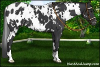 Horse Color:White Spotted Black Blanket 