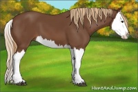 Horse Color:Chestnut Splash