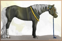 Horse Color:Silver Black Chinchilla 