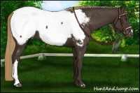 Horse Color:Liver Chestnut Appaloosa 