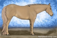 Horse Color:Palomino 