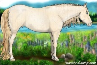 Horse Color:Buckskin Roan Pearl  and Smoky Blue Roan Pearl 