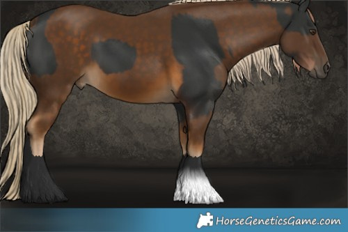Horse Color:Liver Chestnut  and Chocolate Palomino 