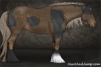 Horse Color:Liver Chestnut  and Chocolate Palomino 