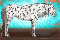Horse Color:Liver Chestnut Appaloosa