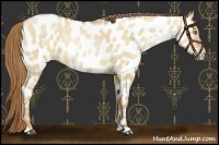 Horse Color:Red Dun Pearl Appaloosa Rabicano