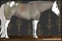 Horse Color:Silver Smoky Black Splash Appaloosa 