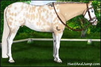 Horse Color:White Spotted Chocolate Silver Amber Champagne Splash Appaloosa Rabicano