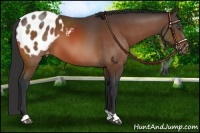 Horse Color:Bay Appaloosa