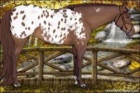 Horse Color:Chocolate Buckskin Appaloosa 