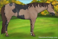 Horse Color:Black  and Classic Champagne 