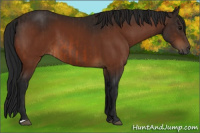 Horse Color:Bay  and Gray Bay 