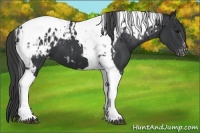 Horse Color:Black Tobiano Appaloosa and Black Tobiano Appaloosa
