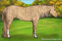 Horse Color:Red Dun  and Palomino Dun 