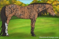 Horse Color:Black  and Bay 